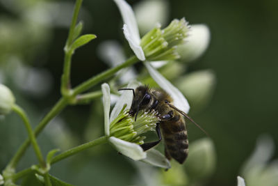 Close-up of insect on plant