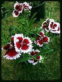 Close-up of red flowers blooming in park