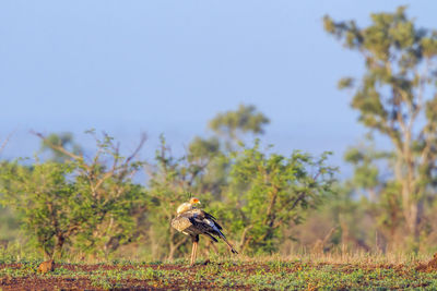 View of an animal on land