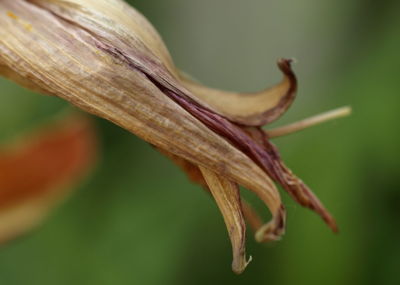 Close-up of plant against blurred background