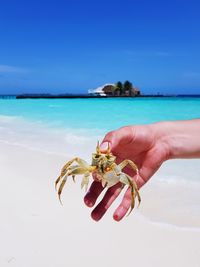 Cropped hand holding crab at beach against blue sky