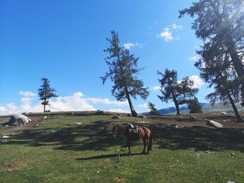 View of a horse on field