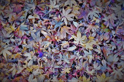 Full frame shot of maple leaves during autumn