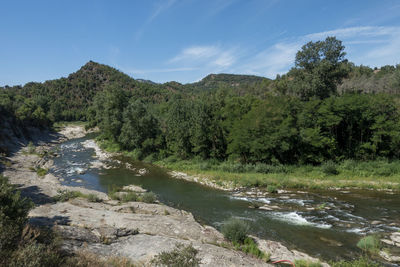 Scenic view of river stream amidst trees against sky