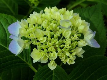 Close-up of flowers blooming outdoors