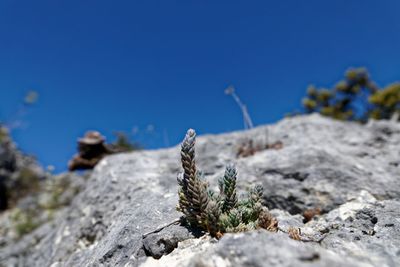Close-up of plant against rock