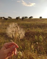 Hand holding dandelion flower on field