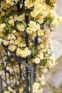 Close-up of white flowering plants