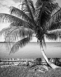 Palm trees on beach against sky