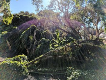 Scenic view of forest against sky