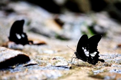 Close-up of butterfly