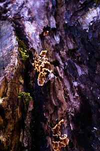 Close-up of tree trunk