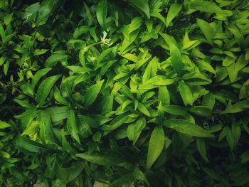 Full frame shot of fresh green plants