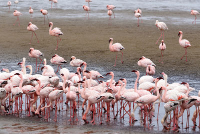 Flock of birds in a lake