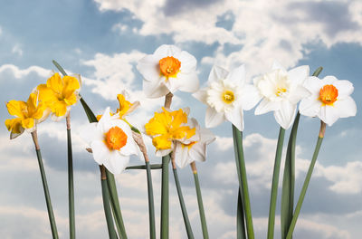 Close-up of white flowering plants against sky