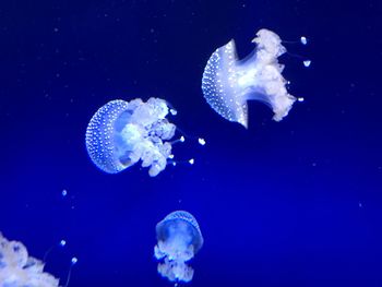 Jellyfish swimming in sea