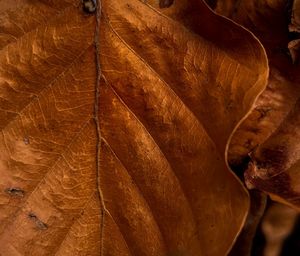 Close-up of dry leaf