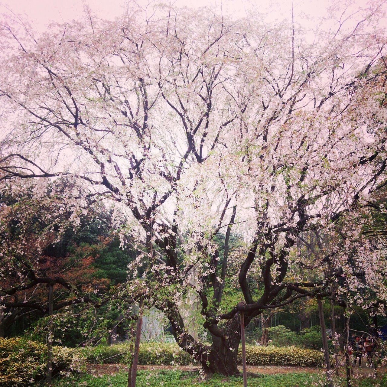 tree, flower, branch, growth, beauty in nature, nature, freshness, blossom, tranquility, cherry tree, cherry blossom, springtime, tranquil scene, sky, day, fragility, scenics, park - man made space, in bloom, tree trunk