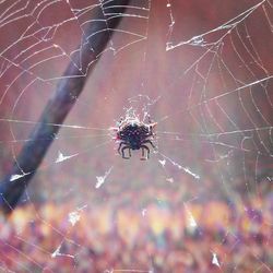 Close-up of spider web