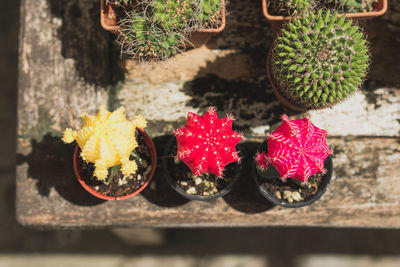 High angle view of potted cactus plants