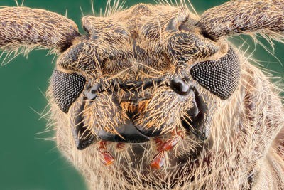 Close-up of an insect