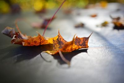 Close-up of maple leaf on autumn leaves