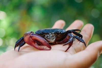 Close-up of hand holding crab