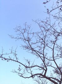 Low angle view of tree against clear sky