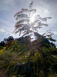 Low angle view of tree against sky