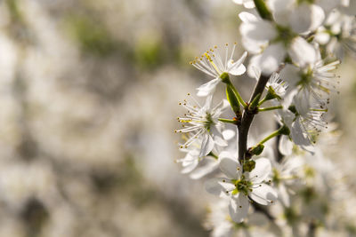 Close-up of white cherry blossoms