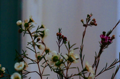 Close-up of flowers