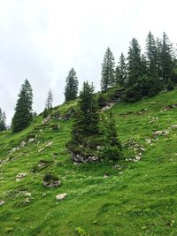 Pine trees on field against sky