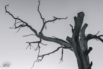 Low angle view of bare tree against clear sky