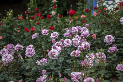 Purple and red roses blooming in park