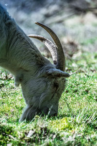 Close-up of horse on field