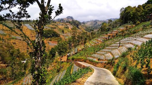 Scenic view of vineyard against sky