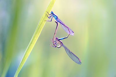 Close-up of damselfly on leaf