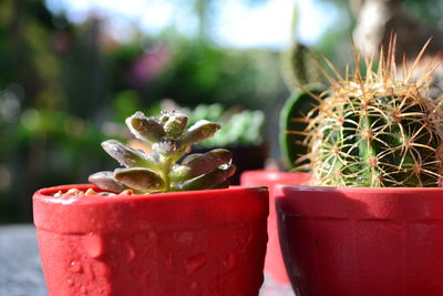 Close-up of potted cactus plant