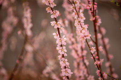 Close-up of pink cherry blossom