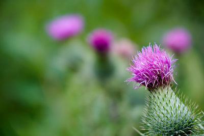 Close-up of purple thistle flower