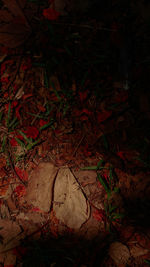 Close-up of autumn leaves at night