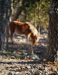 Tree trunk in forest