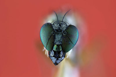 Close-up of fly