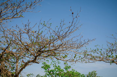 Low angle view of bare trees against clear blue sky