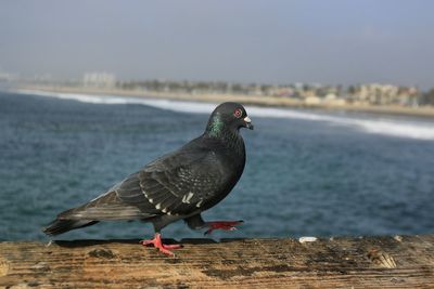 Close-up of bird perching on railing