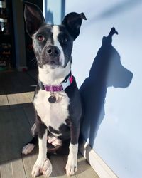 Puppy soaking in the morning sun casting a beautiful shadow