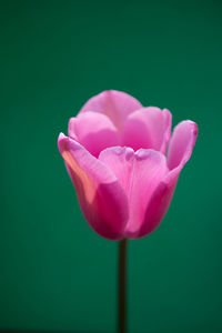 Close-up of pink tulip against green background