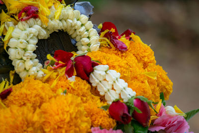 Close-up of multi colored flowers