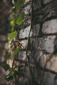 Close-up of plant