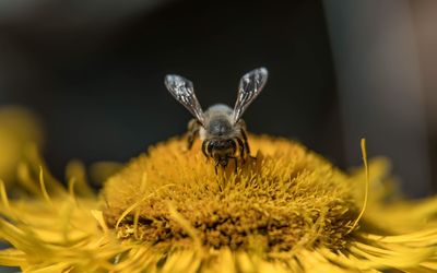 Close-up of bee pollinating on yellow flower